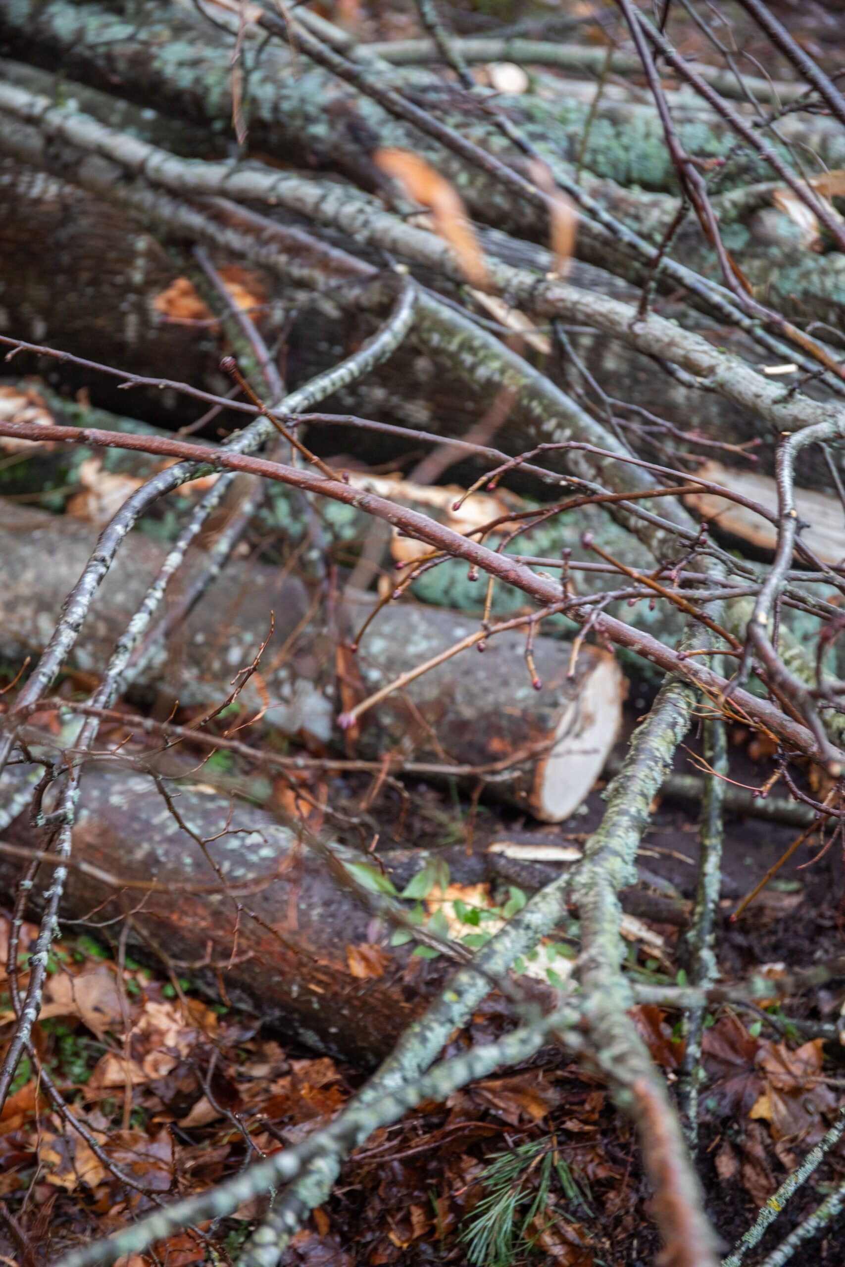 Winterlicher Baumbestand ohne Laub